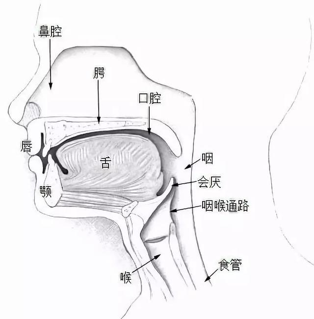 喉管 结构图图片