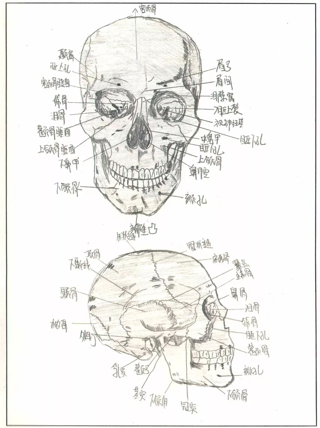 这些网红手绘人体骨骼图竟然出自宝鸡医学生之手