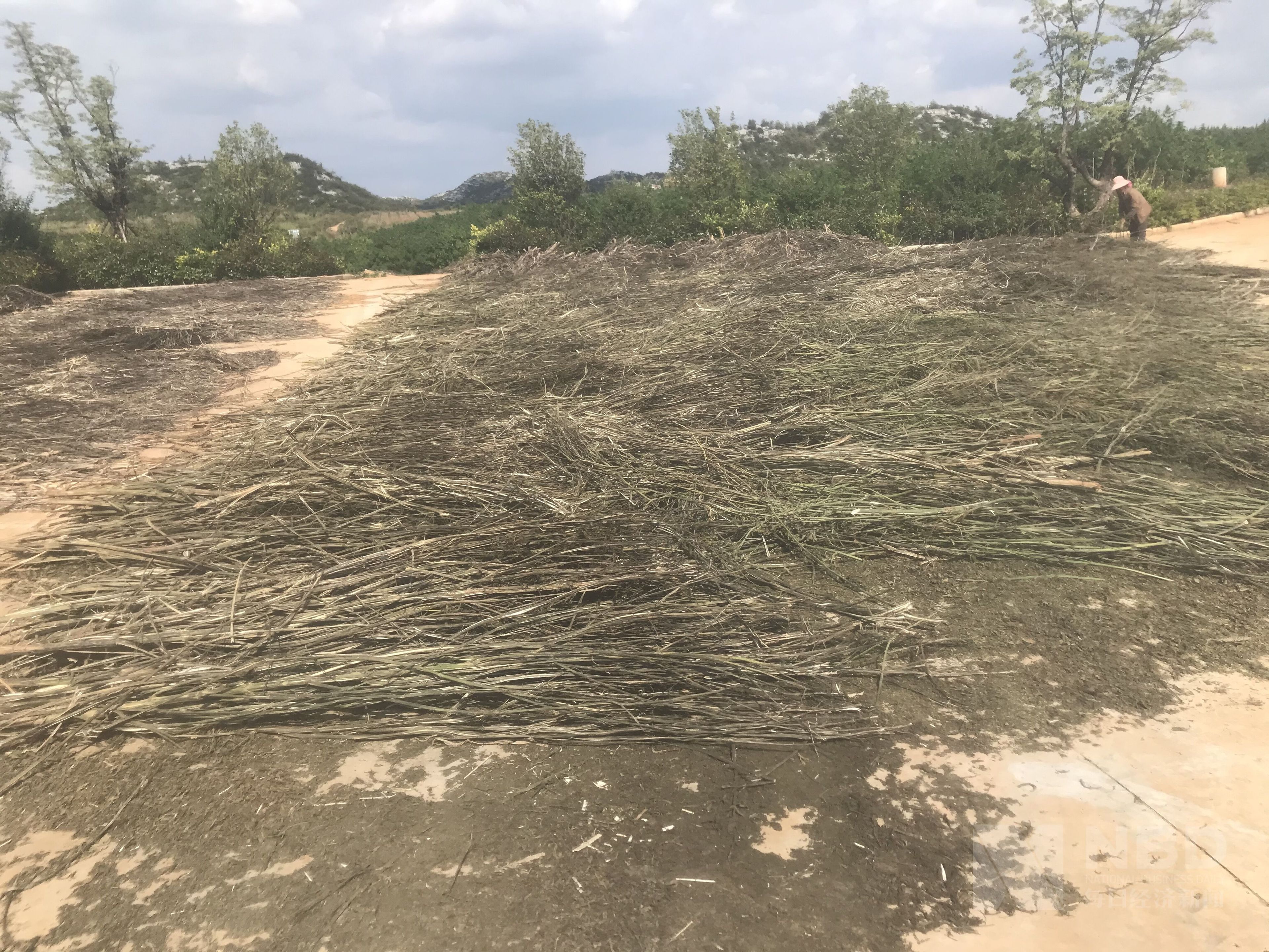 工业大麻的秋收原料到产品存千倍价差种植规模受制加工产能