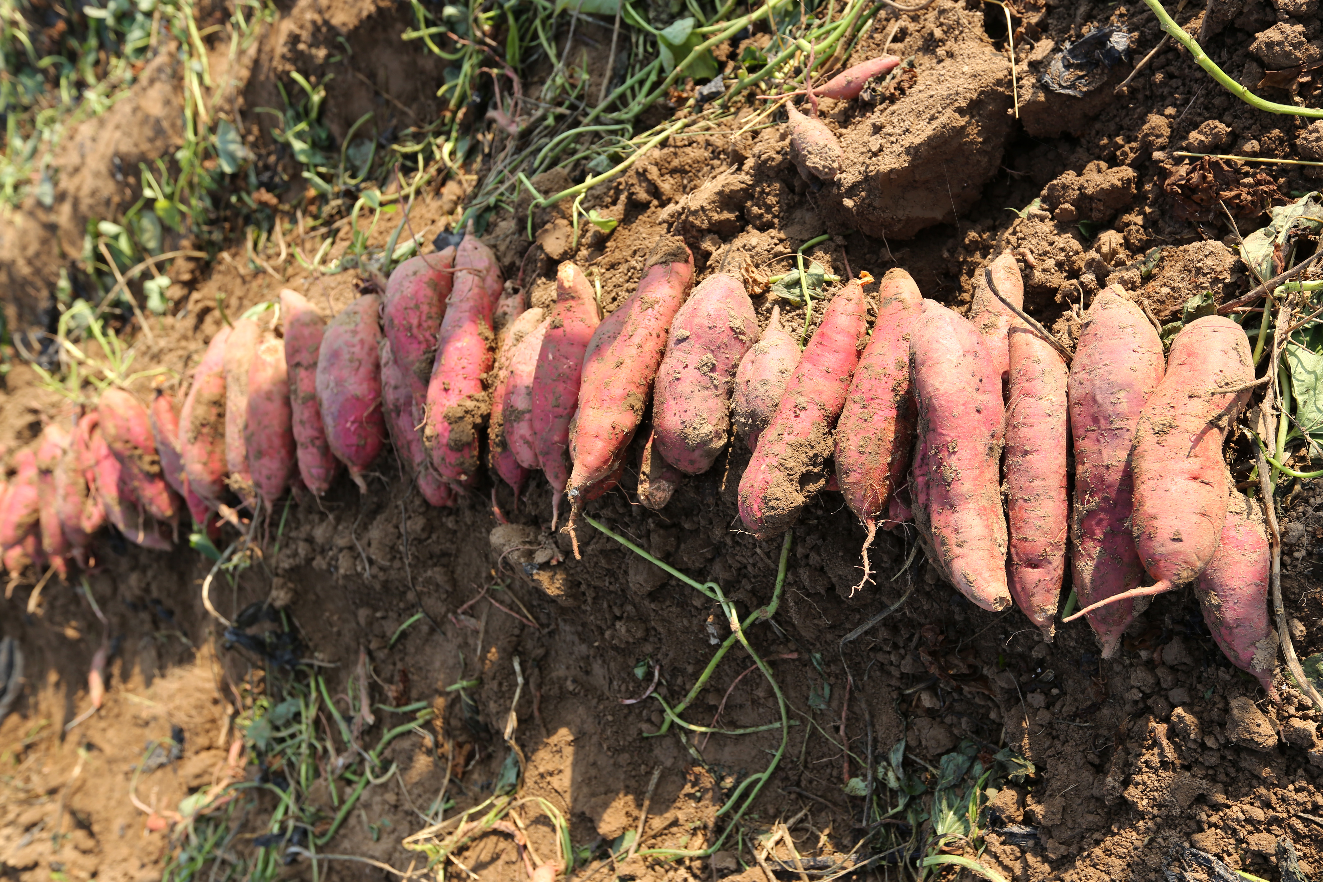 河南滑县:农民地里卖红薯 供不应求