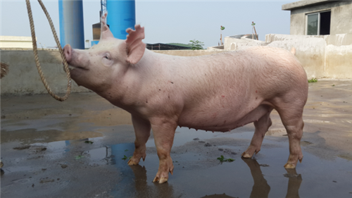 "金猪快列"追风逐电,"种猪"这张行情票你要不要?_扬翔