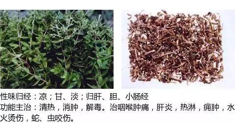 501箇中草藥圖譜附主治功效知道一半就太牛了上