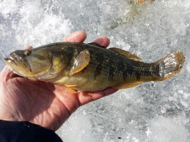 东北的老头鱼是一种什么鱼?生活在野泡子里,冬天冰封也冻不死