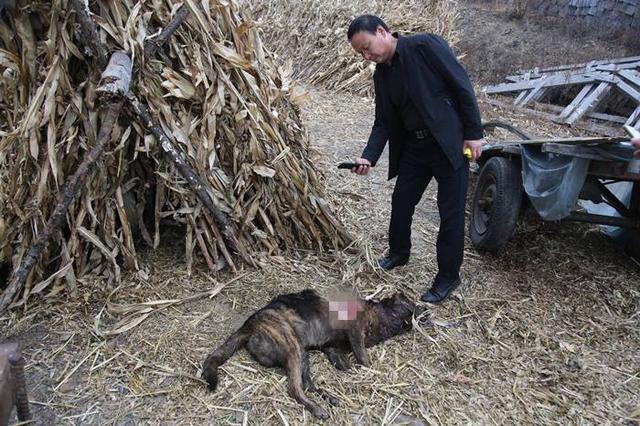 野生东北虎大战1米成年狗脊骨断裂连车带狗拽两米多远