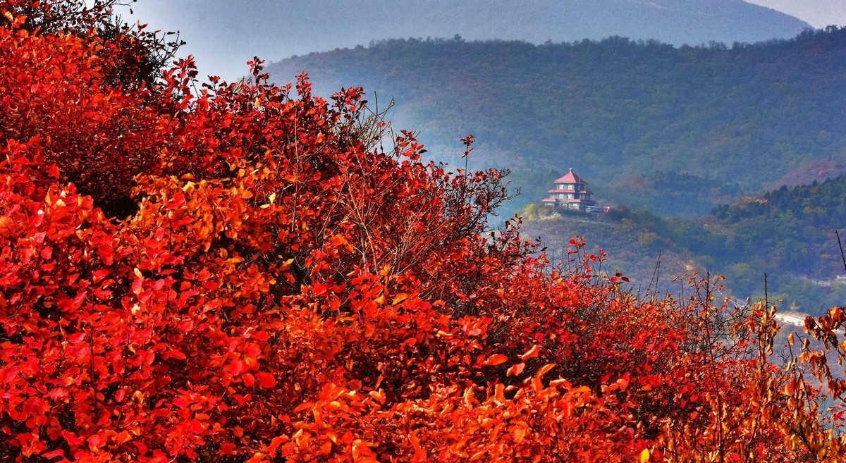 香山公园红叶图片