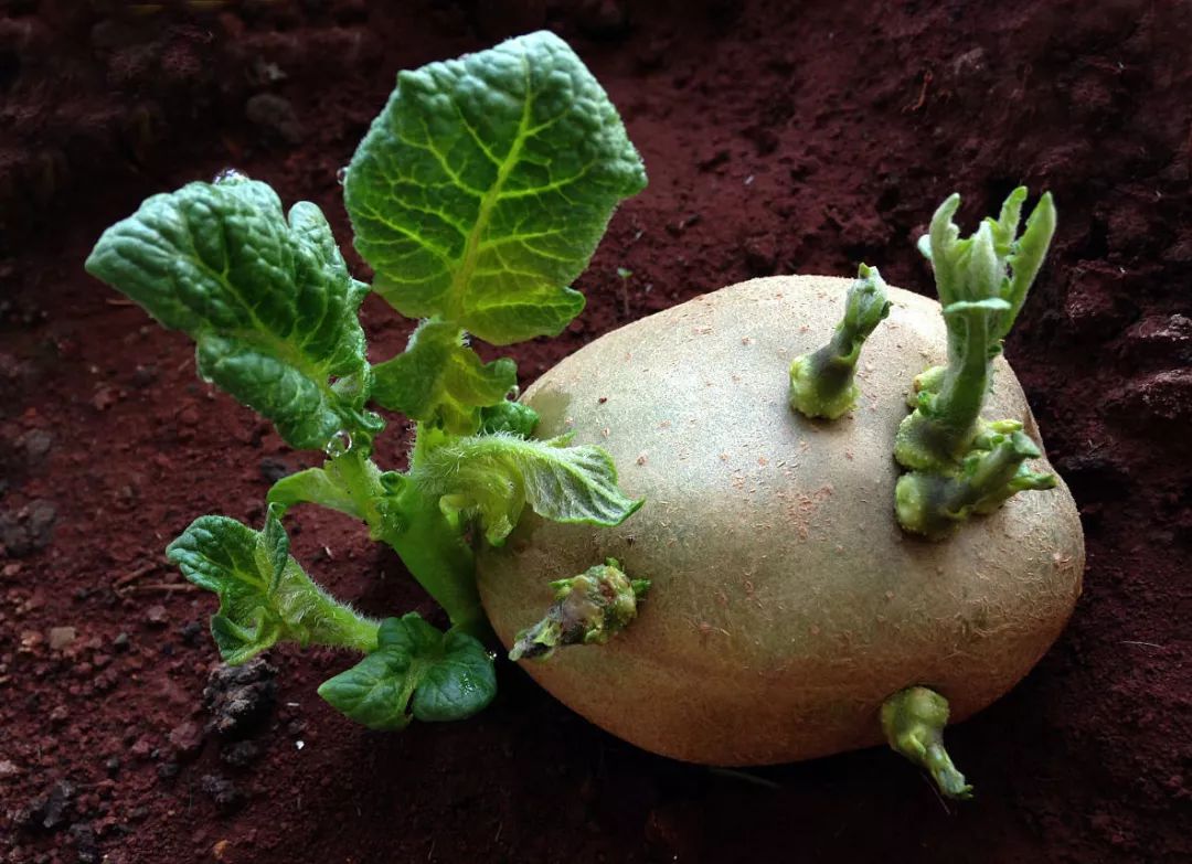 家里发芽的马铃薯有毒但却不用丢因为来年它们都是漂亮土豆