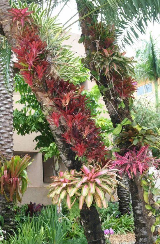 带你将积水凤梨打造成比盆景美的植物景观