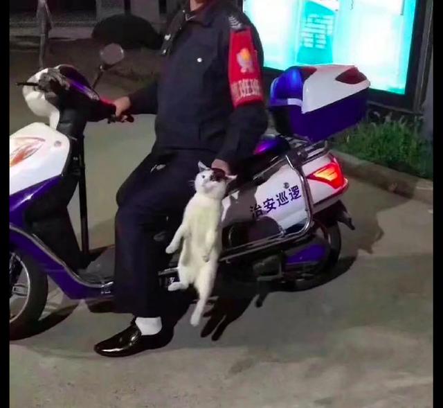 猫咪想偷吃外卖结果被巡逻员直接逮了回去猫我犯啥罪了啊