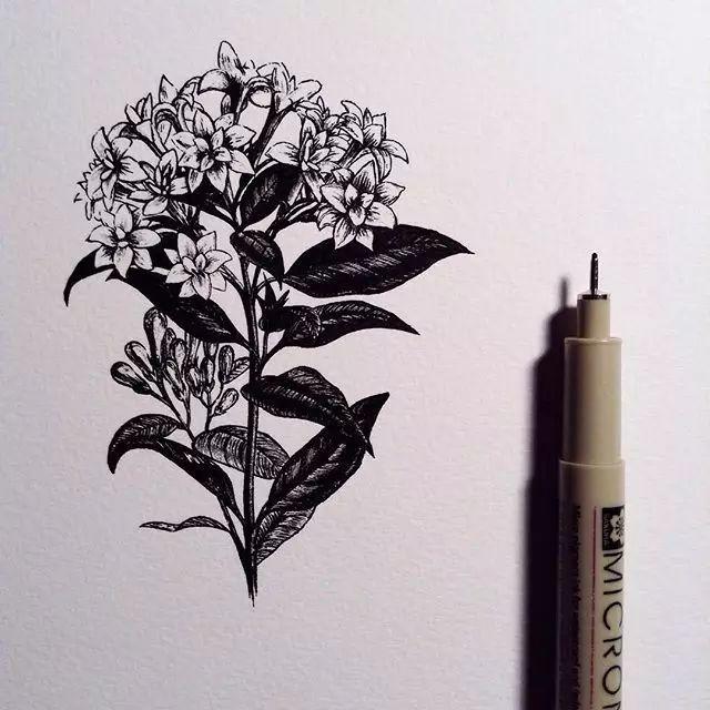 点线面构成图片植物