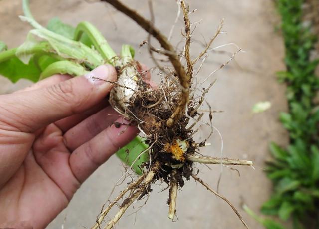 元芦草枸杞茶配方:元芦草3g,佰茬枸杞8粒做法:取原材料洗净后放入杯中