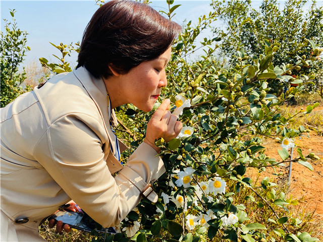 2019湖南大三湘第七屆茶花節暨茶油文化電商節開幕