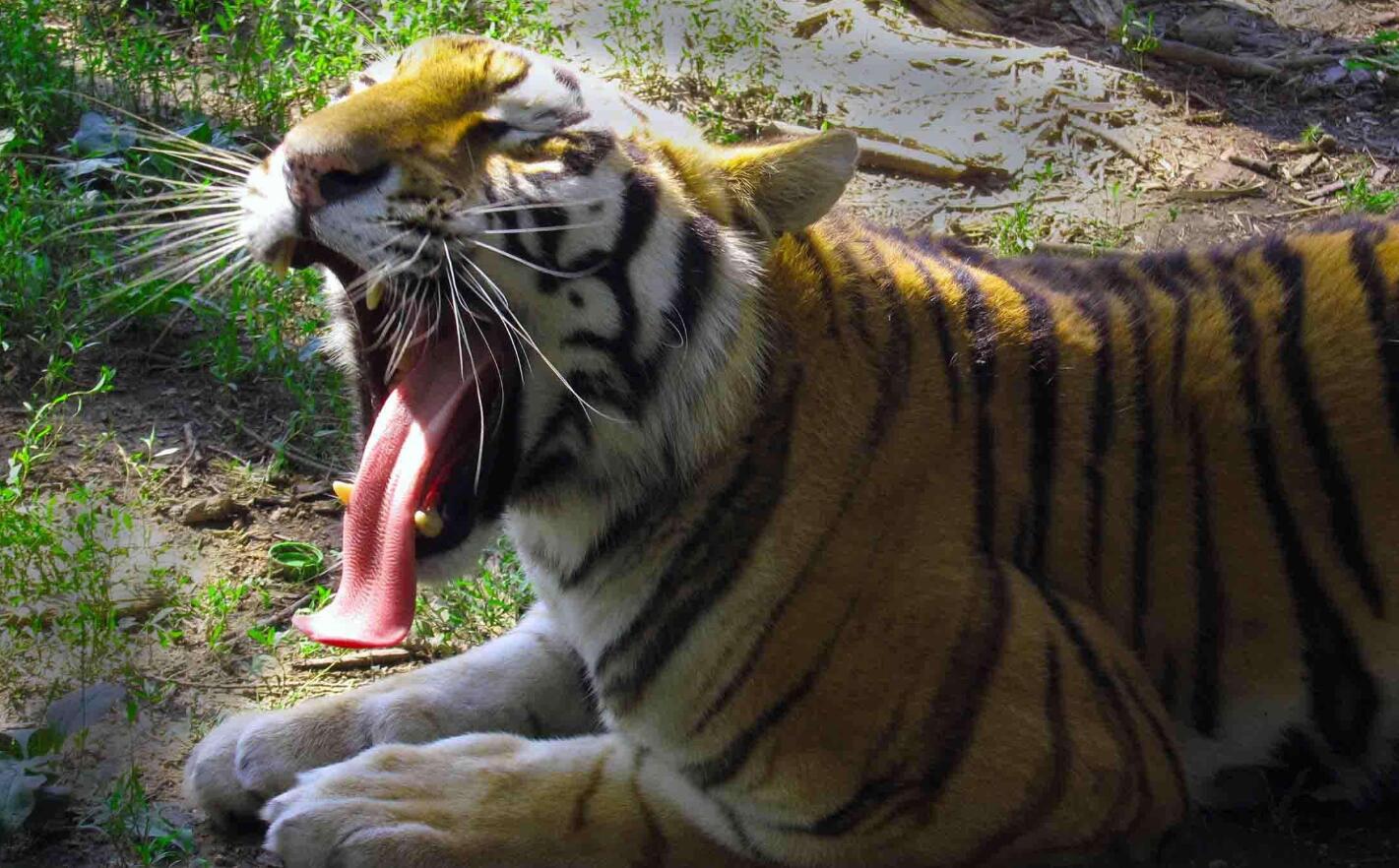 野生东北虎大战1米成年狗脊骨断裂连车带狗拽两米多远