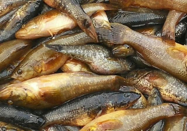 东北的老头鱼是一种什么鱼?生活在野泡子里,冬天冰封也冻不死