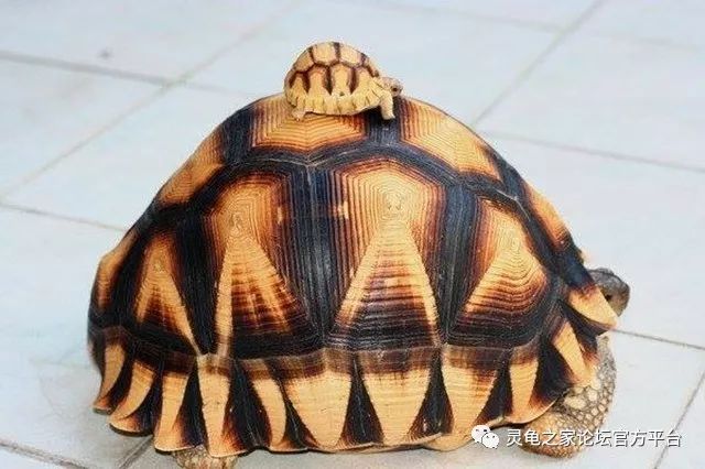 安哥洛卡象龟面对现状我沉默了