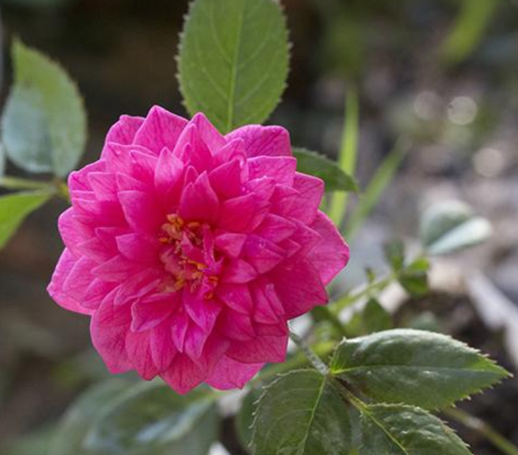 喜欢菊花,不如养盆"高档玫瑰"榴花秋舞,花色紫红浪漫,香味强