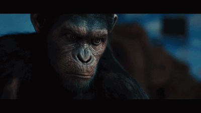 看过科幻片《猩球崛起》的人应该都被这一幕震撼,无论之前猿猴凯撒