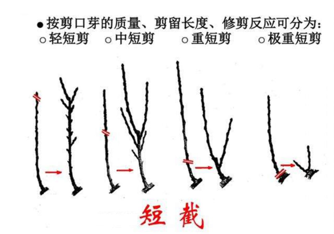 月季冬季修剪图解图片