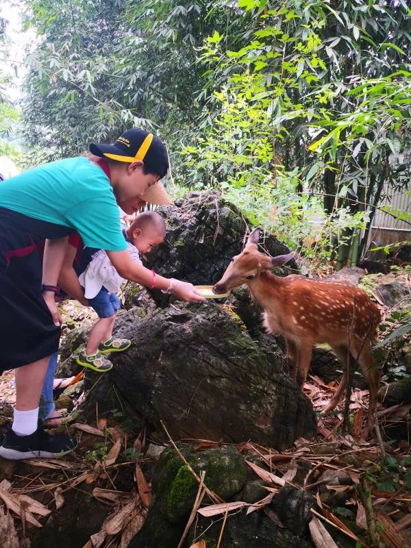 漫步在 鹿园(deer forest,和小鹿亲密接触,近距离喂食优雅乖巧的小鹿