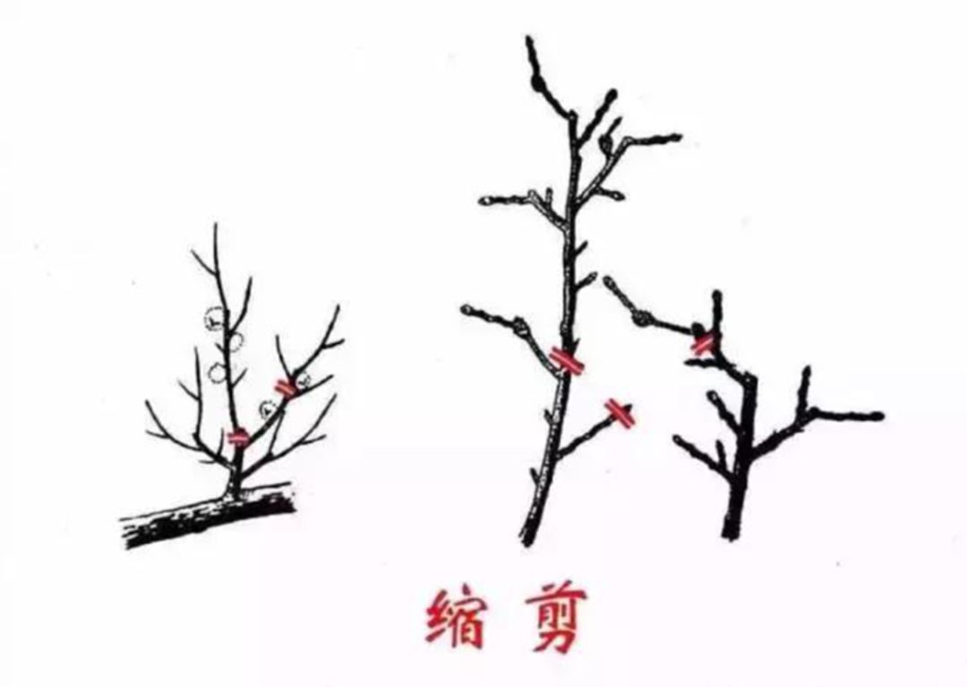 冬季修剪您准备好了吗