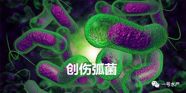 能影响到鱼虾的弧菌类型实在太多了,比如:副溶血弧菌,溶藻弧菌,鳗弧菌