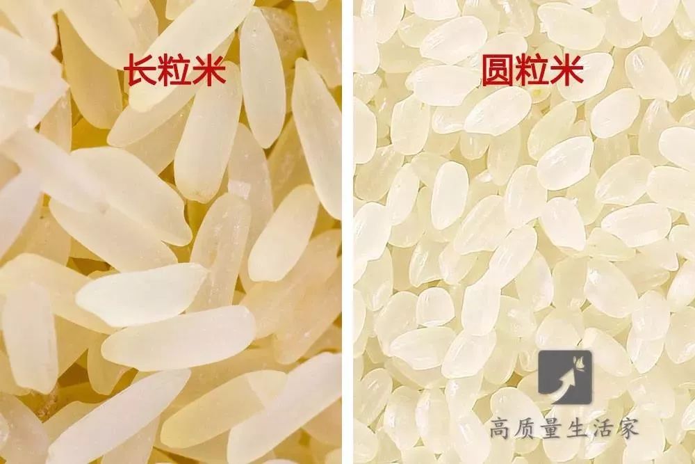 各种米的名称图片图片