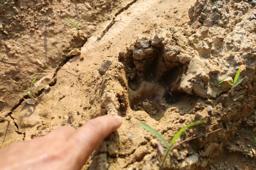 惊赣州乡下惊现罕见野兽脚印一到晚上