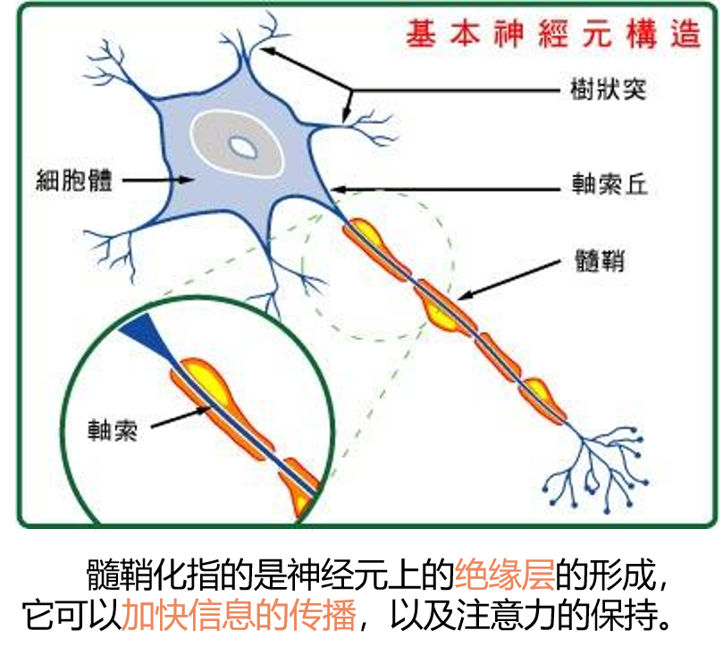 髓鞘解剖图图片