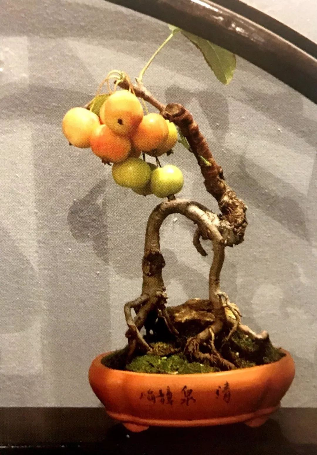 如此小的红苹果盆景深得我心,取材造型养护管理样样亲手亲为