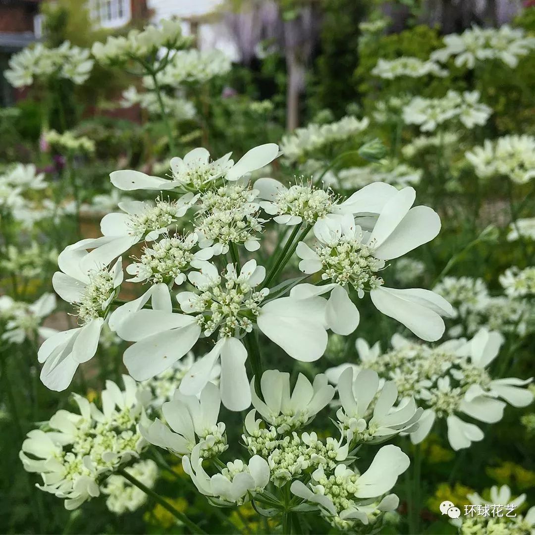 花语:惹人怜爱的心科属:伞形科阿米芹属又名:白缎带花,雪珠花学名:大
