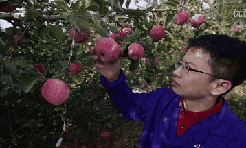 苹果树成为鼓起郭川群众的"钱袋子",也是群众实现脱贫致富的"幸福树".
