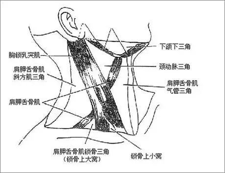 发现颈部肿块不要慌