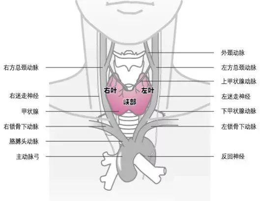 甲状腺下动脉图片