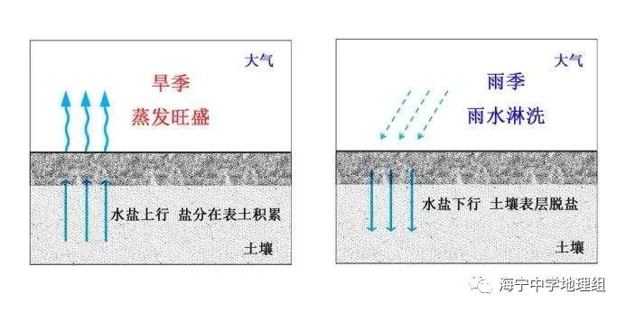 延长了绿色覆盖时间,而据材料可见,可显著减轻地表土壤盐碱化,这是