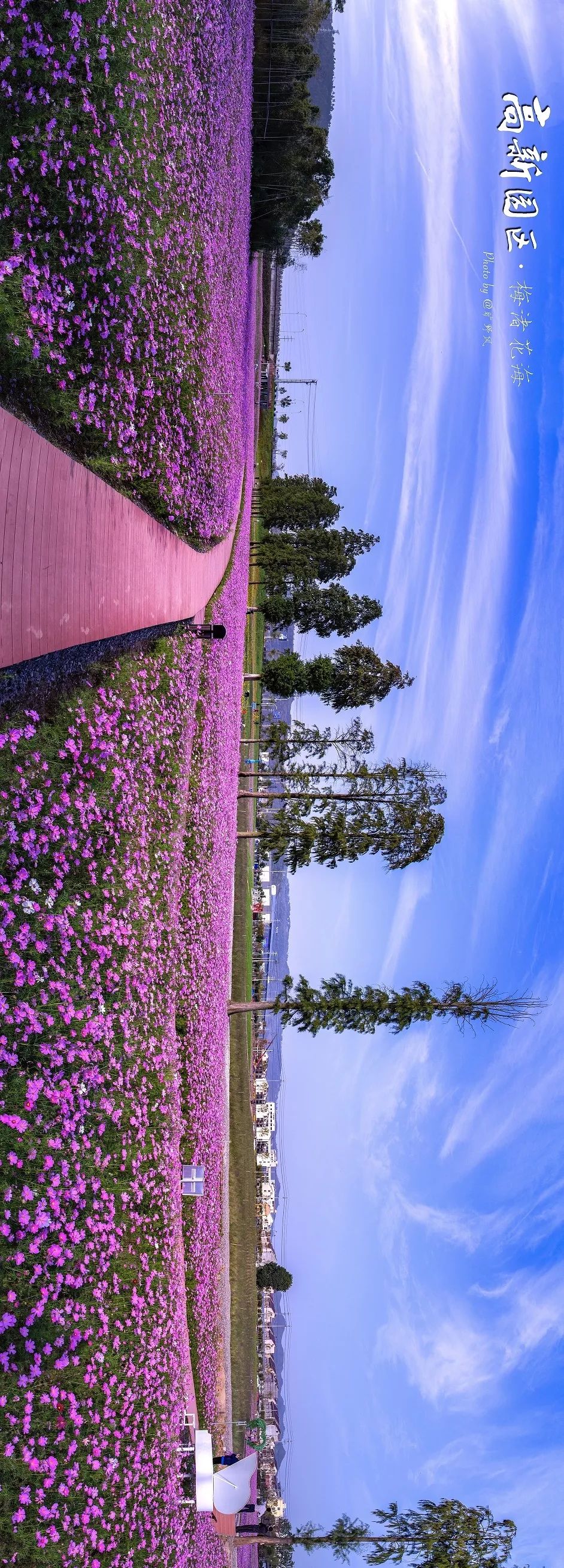 秋日花海醉游人新昌高新园区61梅渚花海惊艳绽放