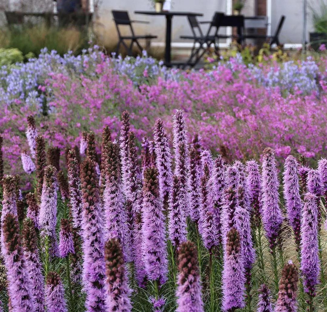 石竹梅又名:中国石竹. 洛阳石竹.石菊.