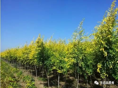 造林补助参考标准:乔木林,木本油料林每亩补贴200元;灌木林每亩补贴