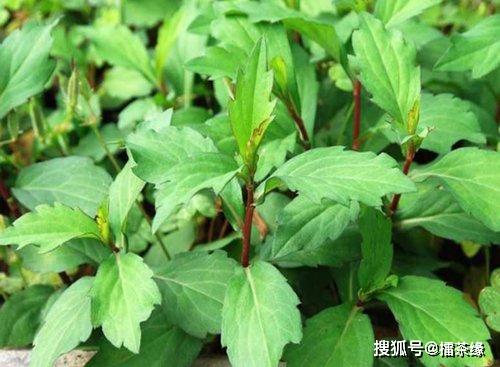 乡下长得像菠菜的野菜,中医称"金不换",药用价值极高