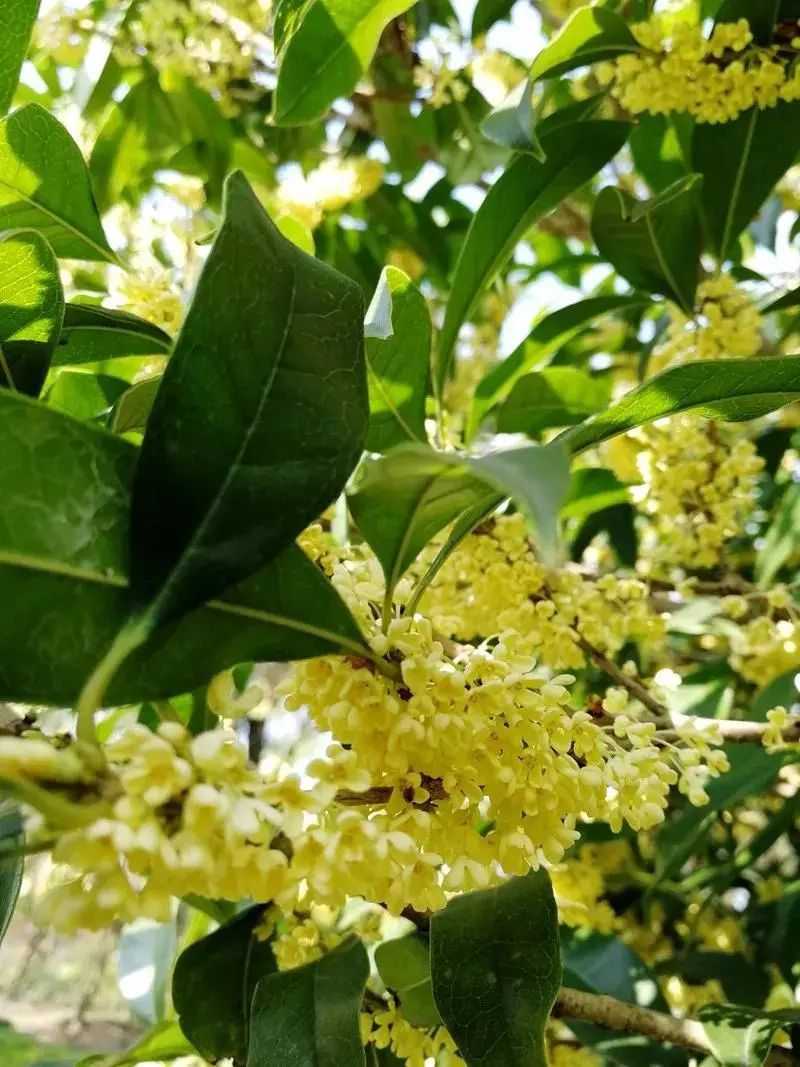 桂花里面最好的品种(桂花里面哪个品种最好)