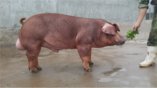 "金猪快列"追风逐电,"种猪"这张行情票你要不要?_扬翔