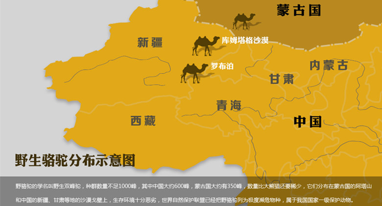 野骆驼保护科普宣讲走进新疆元正盛业律师事务所
