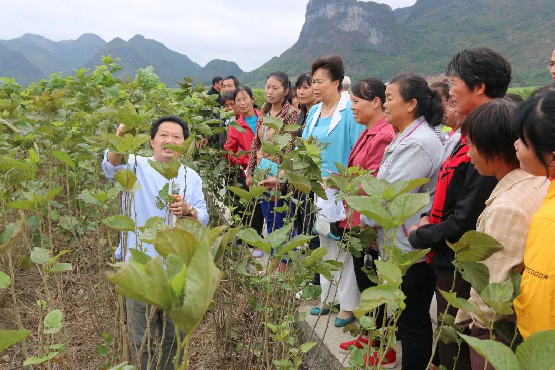 守初心,擔使命,桑蠶培訓到鄉村——市老科協到柳城縣衝脈鎮開展桑蠶