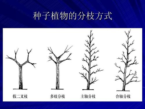 大多数树木都有分枝(除棕榈等),大致可分为三类:2,枝干的生长规律此外