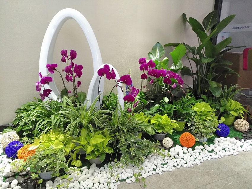 广州科技公司前台租赁绿植经验丰富园林公司提供完善后续保养服务