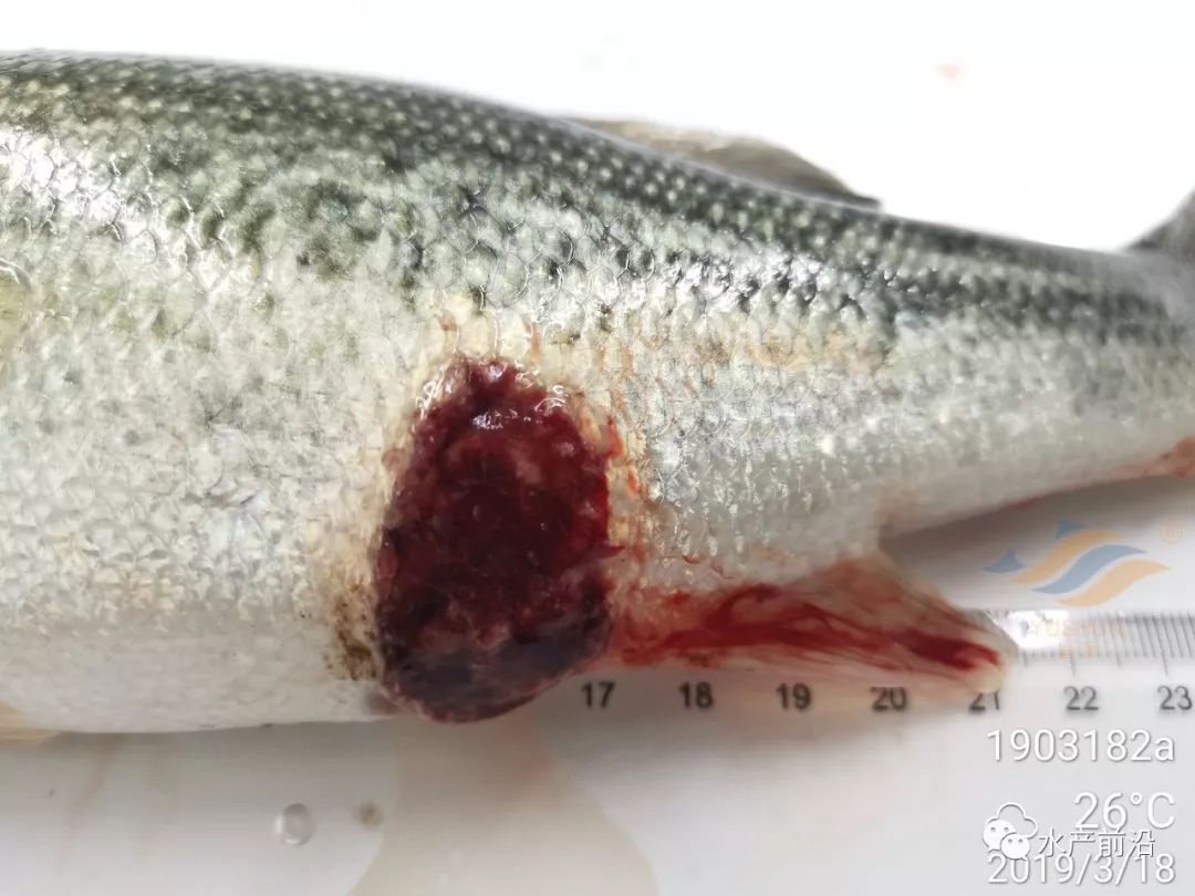 死鱼往往一大片这条鱼花身烂身太惨烈凶手是谁