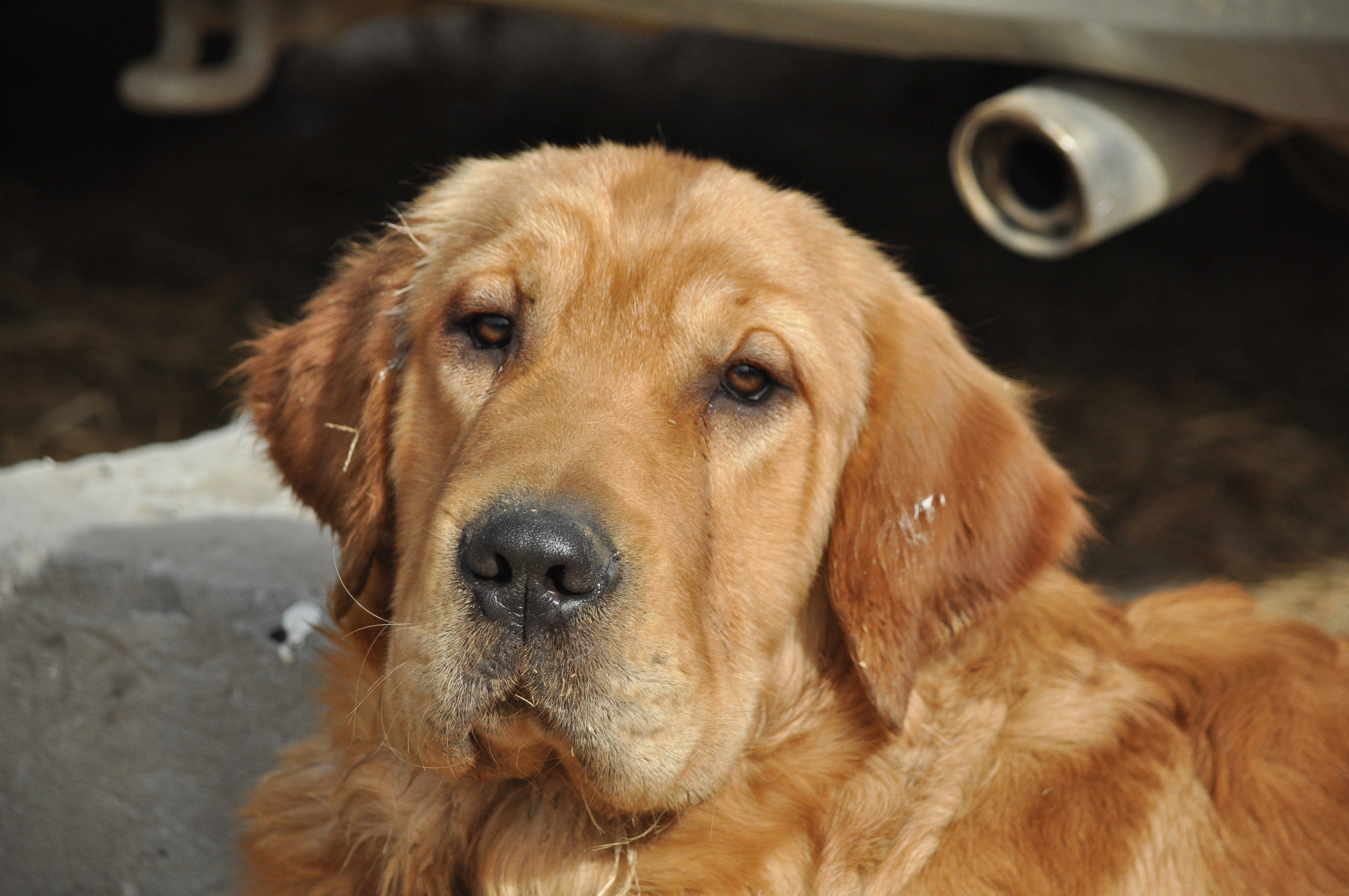 原创唐山最大狗市品种多多一只不贵包窝优惠小杂狗免费送