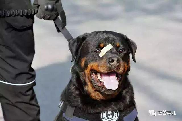 罗威纳犬,产地德国,该犬种体格健壮,咬合力强,通常被运用于扑咬抓捕