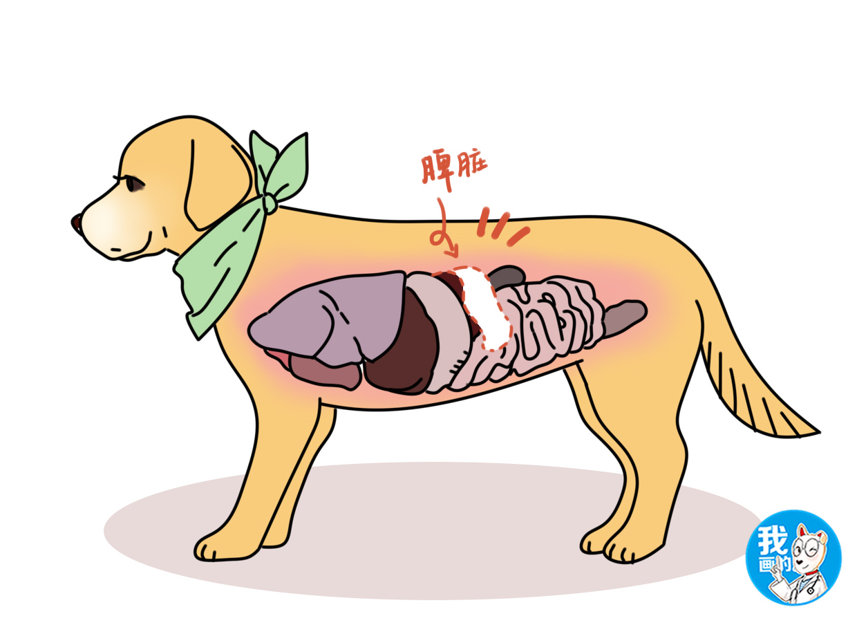 犬脾脏位置图片