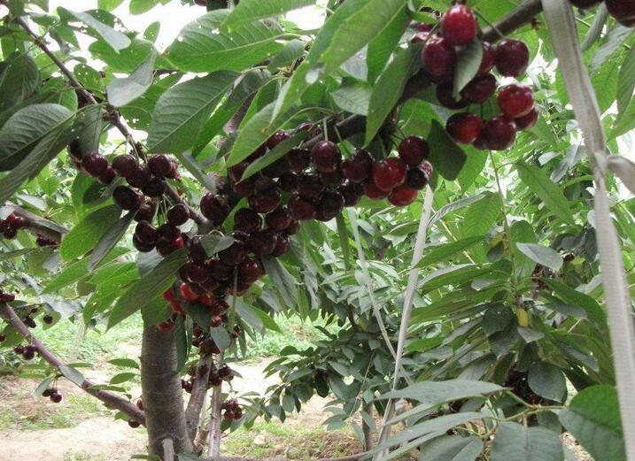 车厘子树的整形修剪