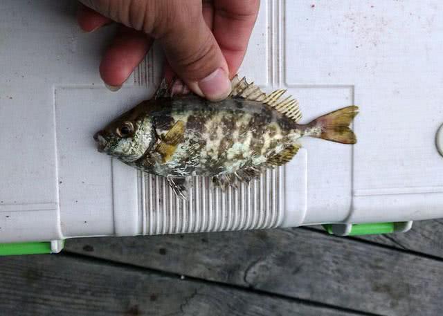 海邊一種小不丁點大的泥猛魚刺得齜牙咧嘴腹內有一股特殊的臭