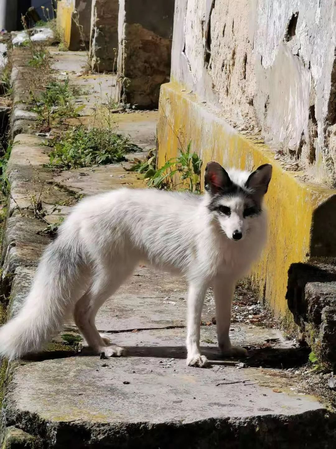 利川甘溪山状元湖跑出"九尾银狐"?